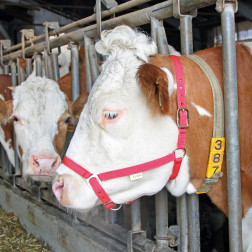 12613 APAUŠI LIELLOPIEM/SARKANI