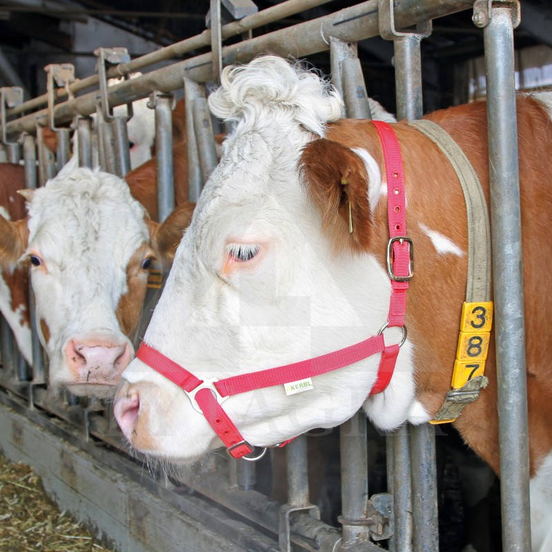 12613 APAUŠI LIELLOPIEM/SARKANI