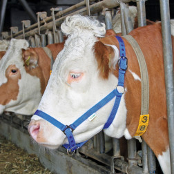 12614 APAUŠI LIELLOPIEM/ZILI