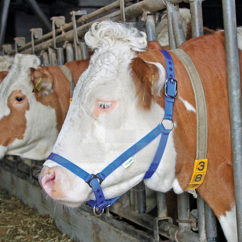 12614 APAUŠI LIELLOPIEM/ZILI