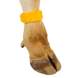 20110 IDENT.KĀJAS SIKSNA DZELT.