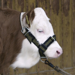 12515 APAUŠI GOVĪM