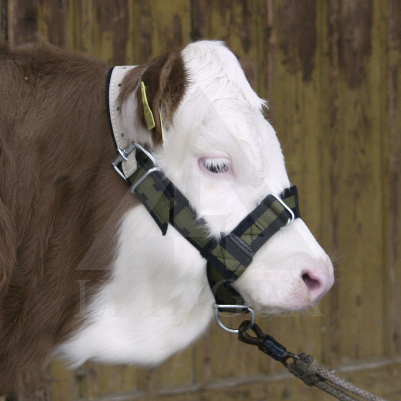 12515 APAUŠI GOVĪM