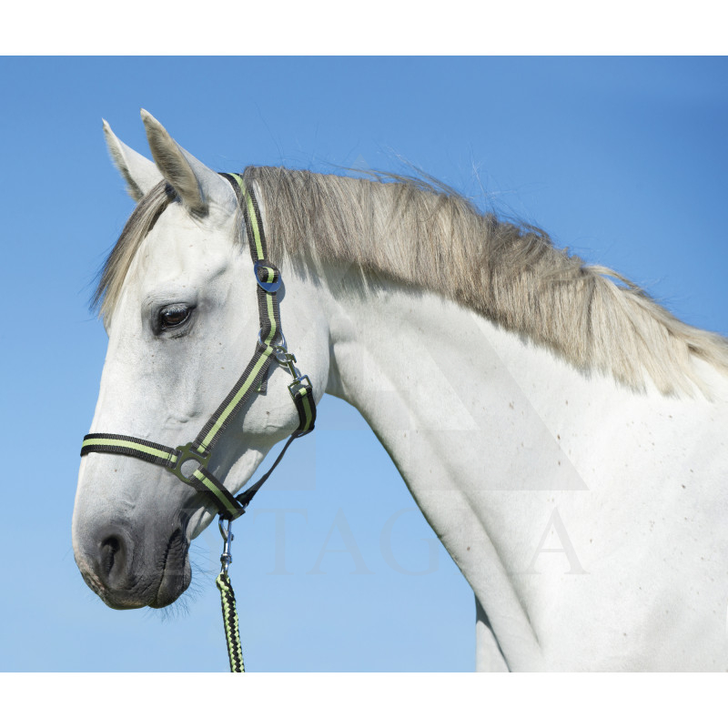 325910 APAUŠI HIPPO NR.3